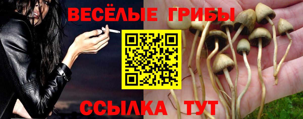 Корсаков  Псилоцибиновые грибы прущие грибы  Псилоцибиновые грибы прущие грибы  Вход с VPN 